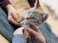 Un chat se faisant manipuler la patte par un ostéopathe, en étant tenu également par son maître