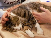 Un chat s'endormant pendant une séance d'ostéopathie