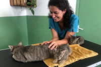 Une ostéopathe manipulant un chat allongé sur une table de consultation, avec deux chatons à côté