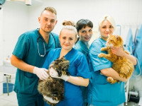 Une photo de groupe de quatre vétérinaires avec deux chats