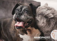 Un chat gris mordille l'oreille d'un Boxer