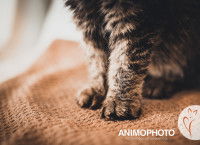 Gros plan sur les pattes d'un chat tigré