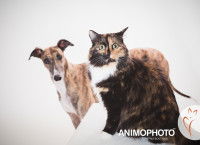 Un chat et un chien posent pour Brigitte Faucher