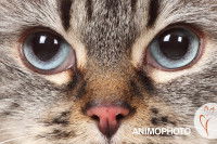 Gros plan sur les yeux d'un chat tigré