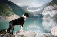 Un chien noir et blanc debout devant un lac