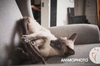 Un chaton Siamois joue sur un canapé