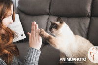 Un chat seal point touche la main de sa maîtresse avec sa patte
