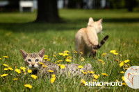 Deux chats dans un jardin