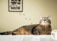 Un chat tigré allongé regarde vers le haut