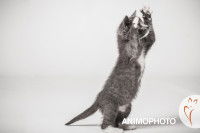 Un chaton gris debout