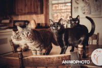 Quatre chats debouts sur une table