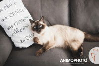 Un chat seal point allongé sur un canapé