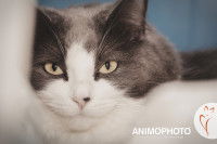 Tête d'un chat gris et blanc