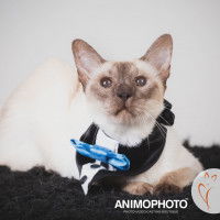 Un chat Siamois avec un noeud papillon autour du cou
