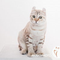 Un American Curl tigré