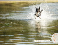 Un chien court dans l'eau