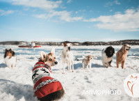 Un groupe de chiens pose dans la neige