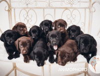 Une portée de chiots Labrador chocolat