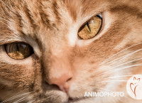 Gros plan sur la tête d'un chat roux
