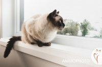 Un chat seal point sur le rebord d'une fenêtre