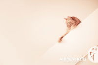 Un chat roux pose en hauteur