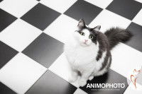 Un chat noir et blanc assis sur un carrelage noir et blanc