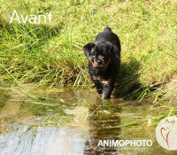 Un chiot Rottweiler entre dans un lac