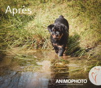 Un chiot Rottweiler entre dans de l'eau