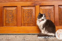 Un chat gris et blanc assis devant une porte en bois