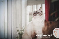 Un chat Sibérien regarde en l'air