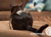 Un chat allongé, vu de dos