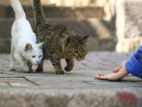 Deux chats se dirigeant vers la nourriture dans la main d'une femme