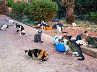 Une multitude de chats dans un jardin