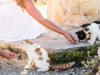 Les formations pour ouvrir une pension féline