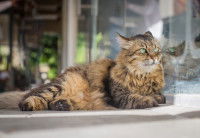 Un chat errant allongé dans la rue contre une vitre