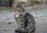 Un chat errant assis dans la rue