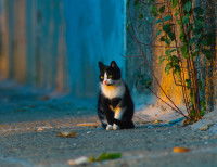 Un chat errant marchant dans la rue