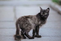 Un chat errant au pelage abîmé