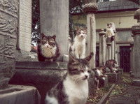 Un groupe de chats errants dans un cimetière