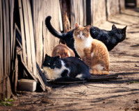 4 chats errants dans la rue