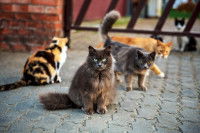 Un groupe de chats errants dans une rue