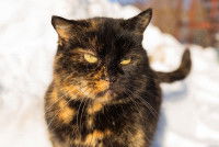 Un chat noir et roux dans la neige