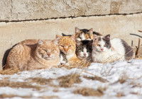 Des chats errants blottis les uns contre les autres dans une rue enneigée