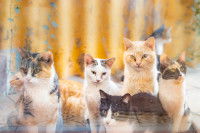 Un groupe de chats errants vu de face