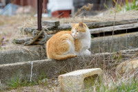 Un chat errant à la campagne