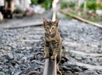 Un chat errant assis au milieu d'un chemin de fer