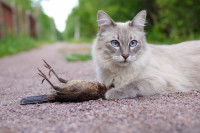 Un chat tenant entre ses pattes un oiseau qu'il vient de tuer