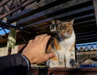 Une personne tentant de toucher un chat