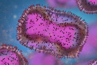 Un virus vu au microscope