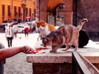 Des chats errants en train d'être nourris par une personne